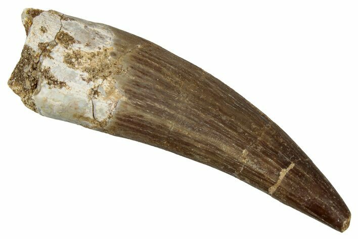 Fossil Plesiosaur (Zarafasaura) Tooth - Morocco #354711